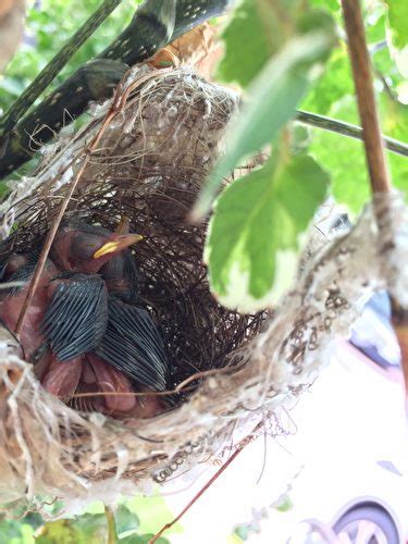 陽台鳥屎風水|野鳥庭前築巢 預示居家風水好兆頭 